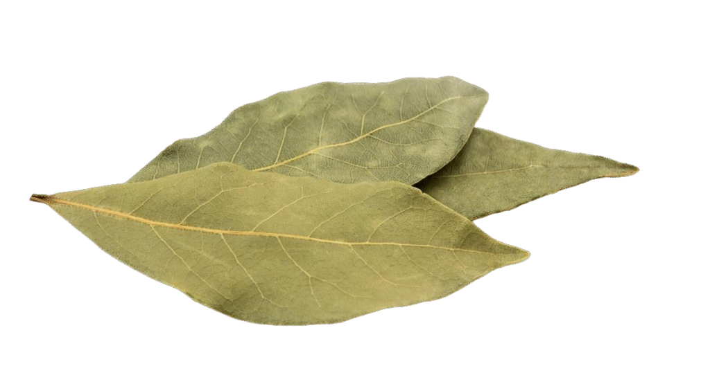 Dried Bay Leaf Isolated White Background With Copy Space Closeup - Laboratório de Modelos de Sites - UX4YOU